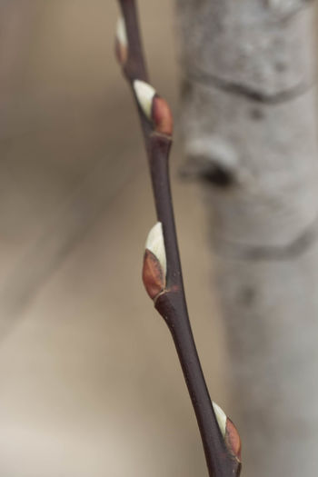 Close-up of hand holding twig