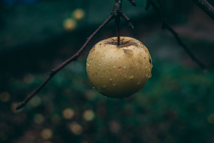 Close-up of wet rotten fruit hanging on branch