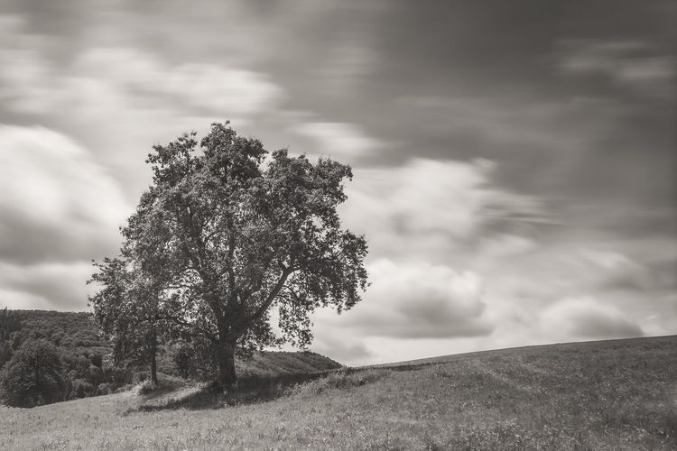 Tree on field against sky