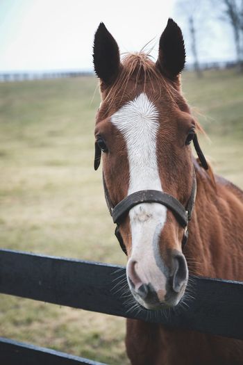 Close-up portrait of horse in ranch