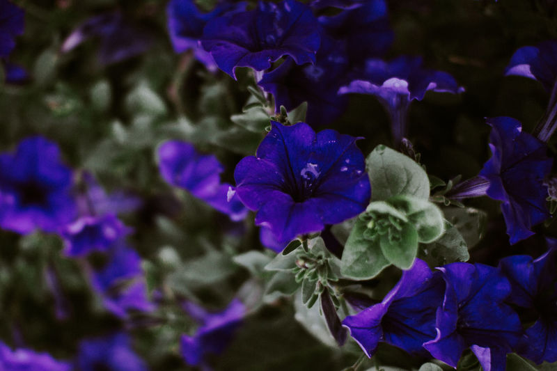 Close-up of purple flowers blooming outdoors