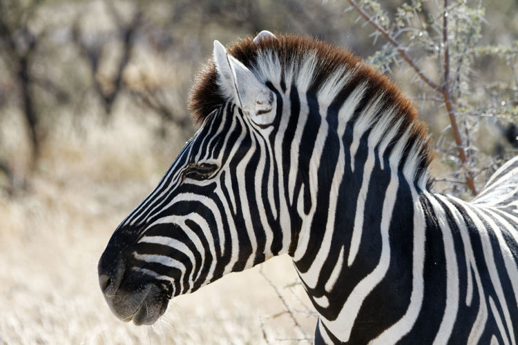Close-up of zebra's head