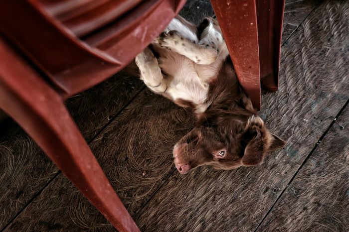 High angle view of dog relaxing below chair on boardwalk