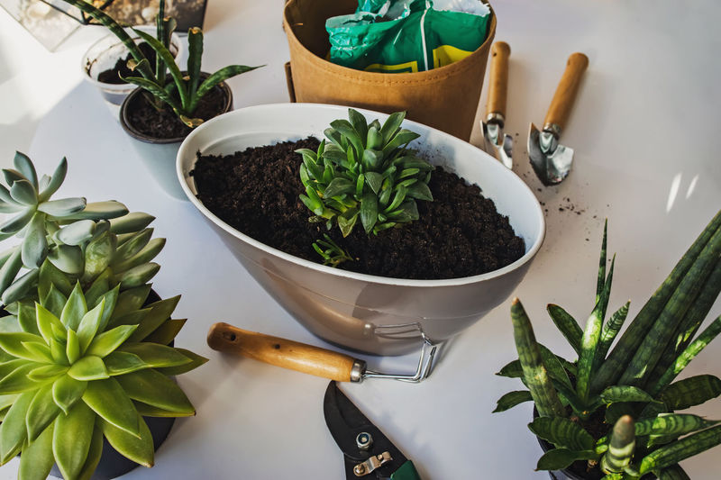 Planting succulents in one pot on. home garden and planting flowers.
