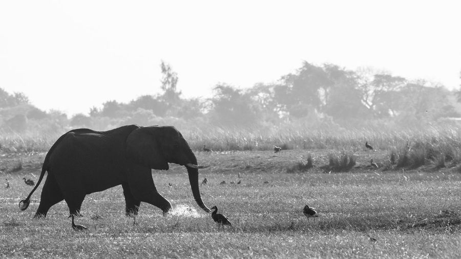 Side view of elephant standing on field