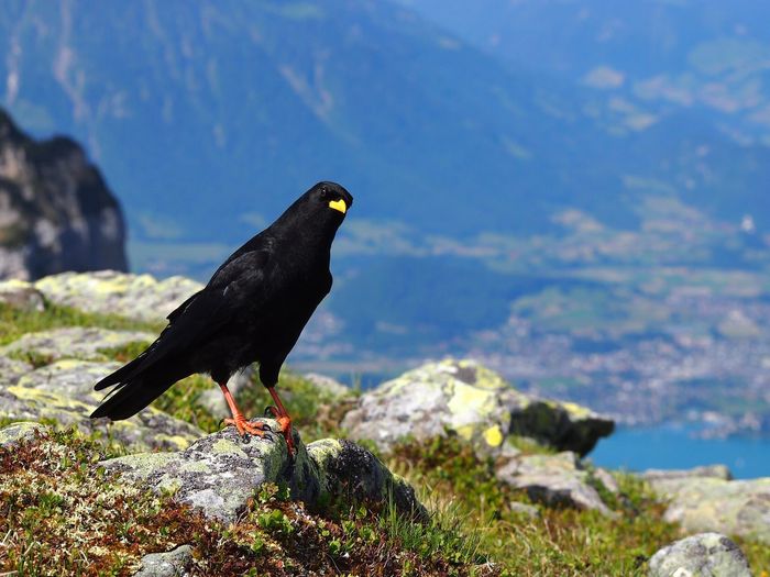 Alpine chough on rock against mountains