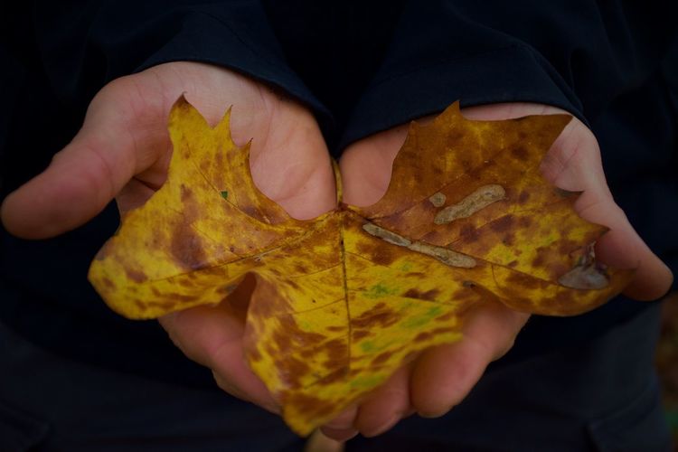 Close-up of hand holding maple leaves during autumn