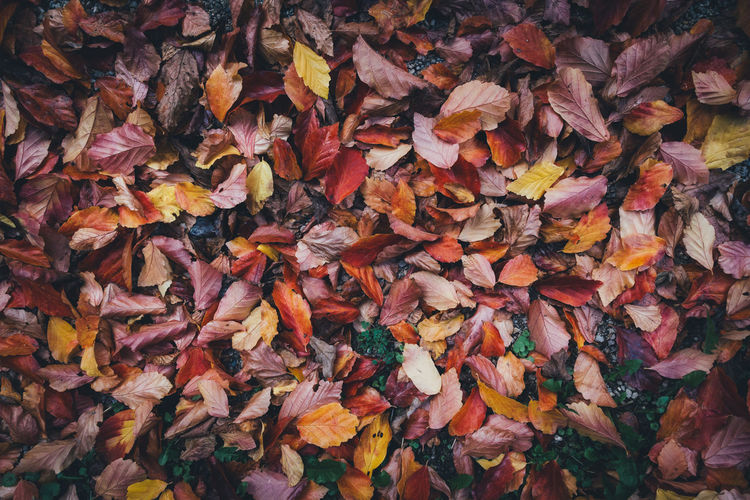 Full frame shot of fallen autumn leaves on field