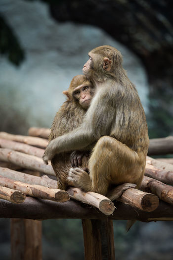 Monkeys sitting on wood