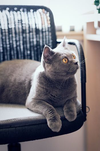 Close-up of cat sitting