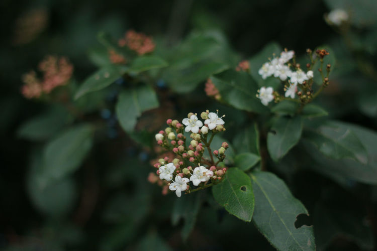 Close-up of flowers and leaves