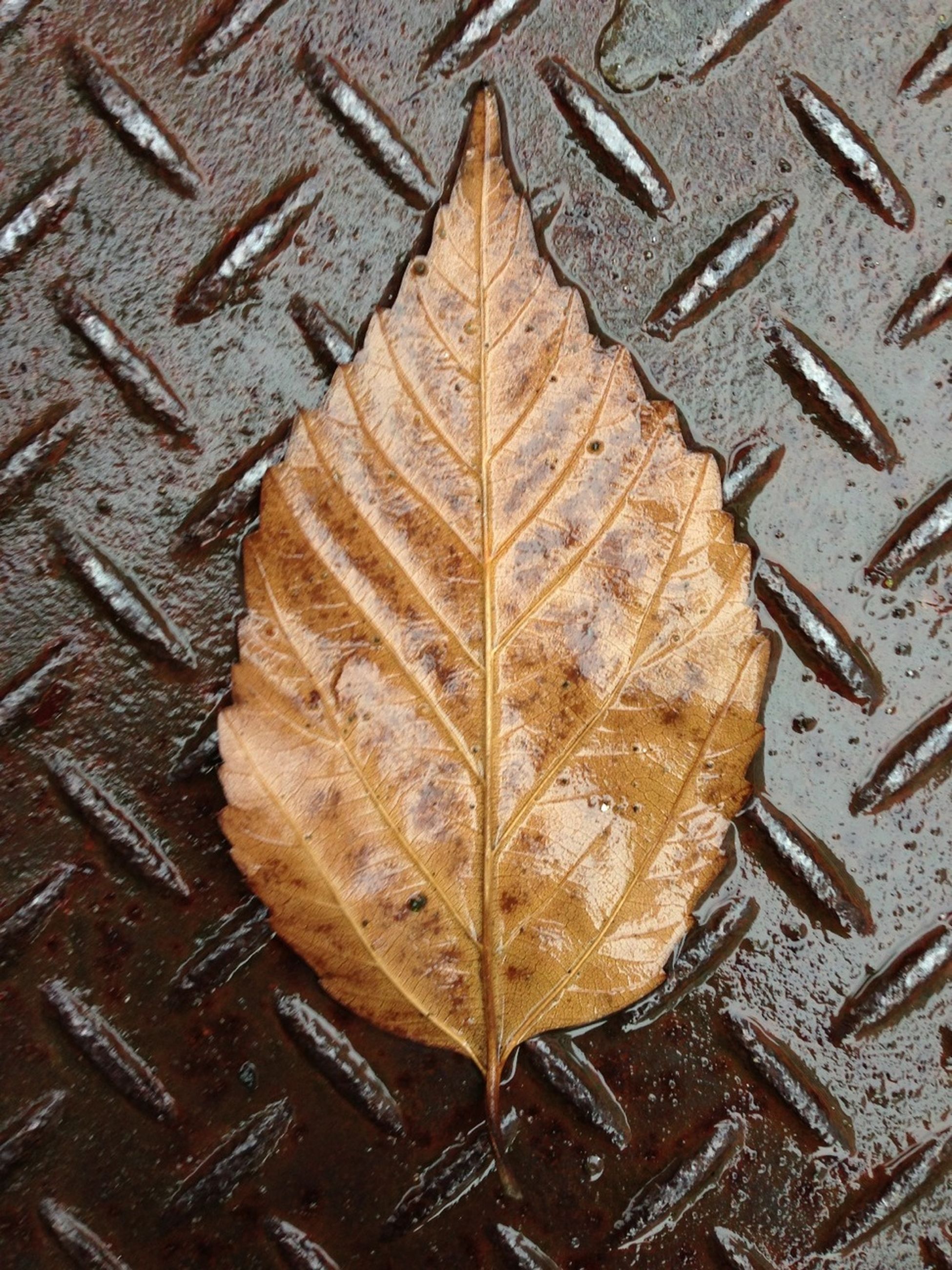 leaf, autumn, high angle view, dry, change, leaf vein, leaves, close-up, natural pattern, pattern, season, full frame, backgrounds, textured, fallen, no people, nature, day, outdoors, brown