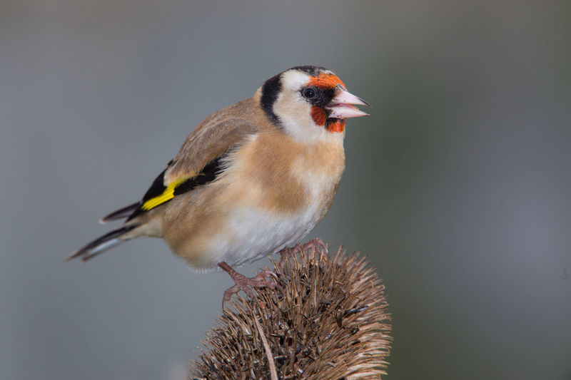 Close-up of european goldfinch perching on dried flower