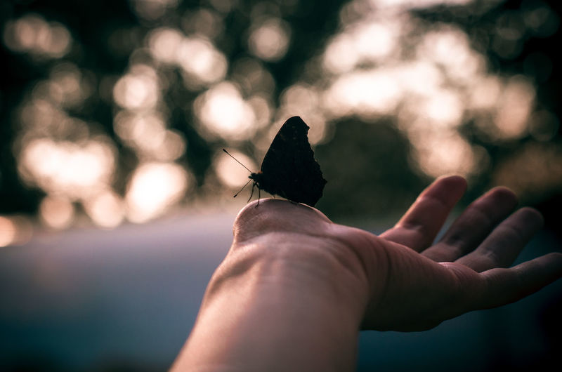 Close-up of hand holding leaf against blurred background