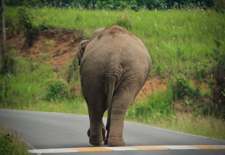 Rear view of elephant standing by road