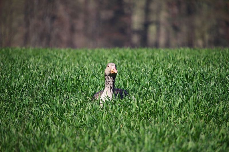 Goose on grass