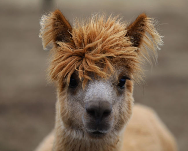 Portrait of a llama