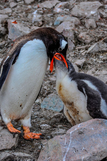 Gentoo penguin feeding chick by rocks