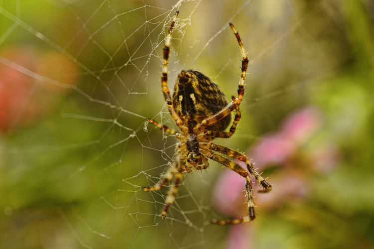 Close-up of cross spider in web