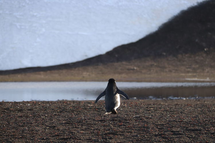 View of penguin walking on beach