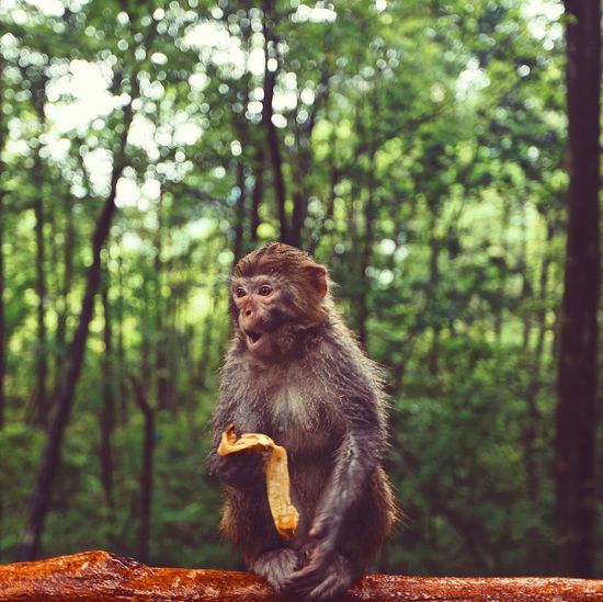 Monkey sitting on railing in forest