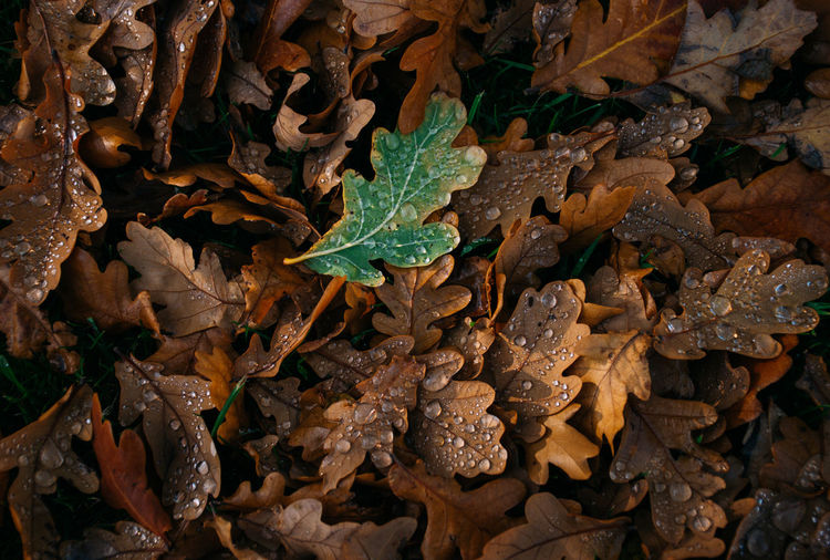 Full frame shot of dried autumn leaves on field