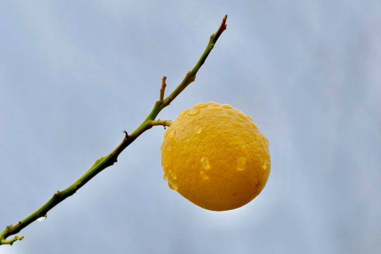 Close-up of fruit growing on tree against sky