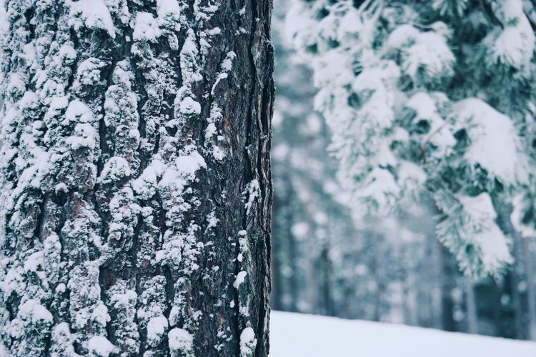 Close-up of snow covered tree trunk