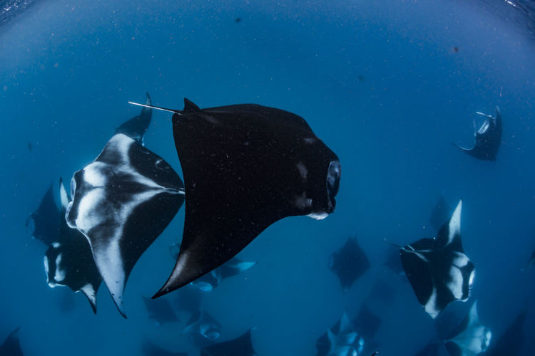 Wide angle view of a school of manta rays, baa atoll