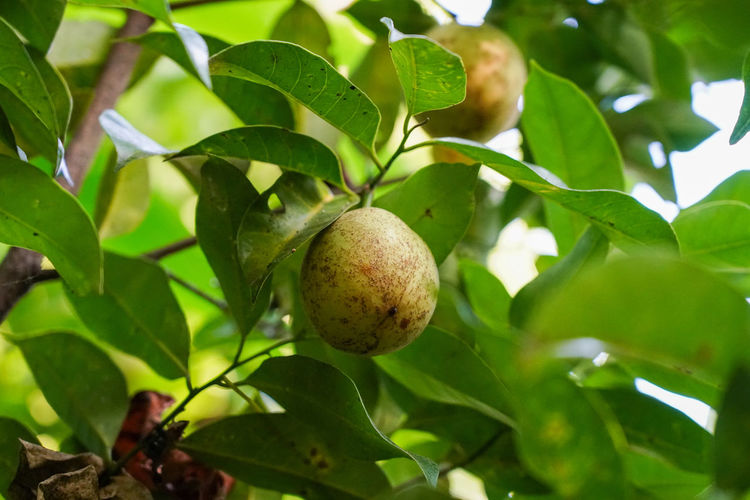 Close-up of fruit growing on tree