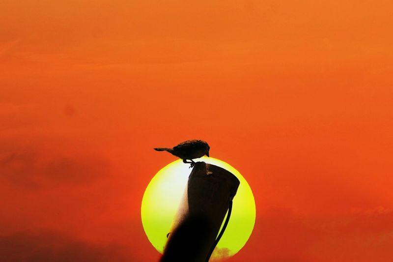 Close-up of bird perching on a orange sunset