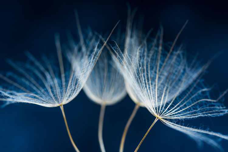 Close-up of dandelion seeds against blue background