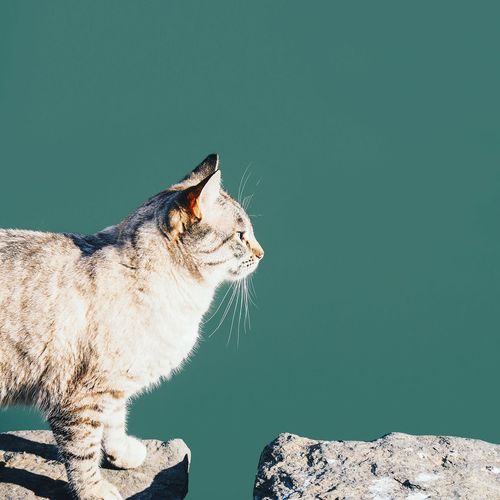 Close-up of cat sitting by water