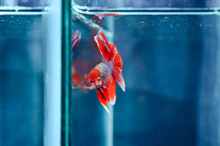 Fish swimming in sea