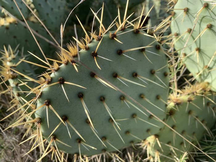 Close-up of prickly pear cactus on field