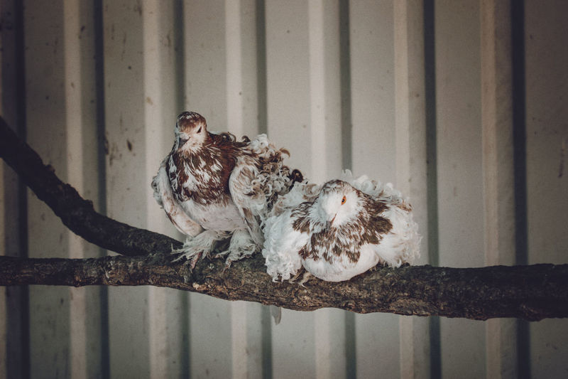 A pair of white brown frillback pigeons sit on a branch. two curly pigeons