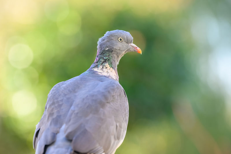 bird