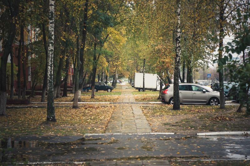 Cars on road in park during autumn