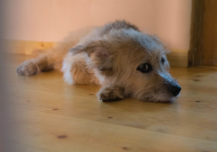 Close-up of dog resting on hardwood floor