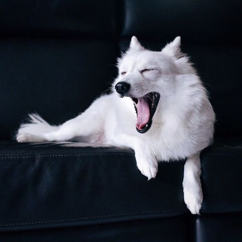 Japanese spitz dog yawning on sofa at home