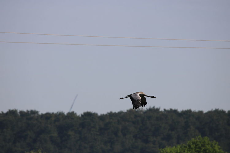 Low angle view of bird flying against the sky
