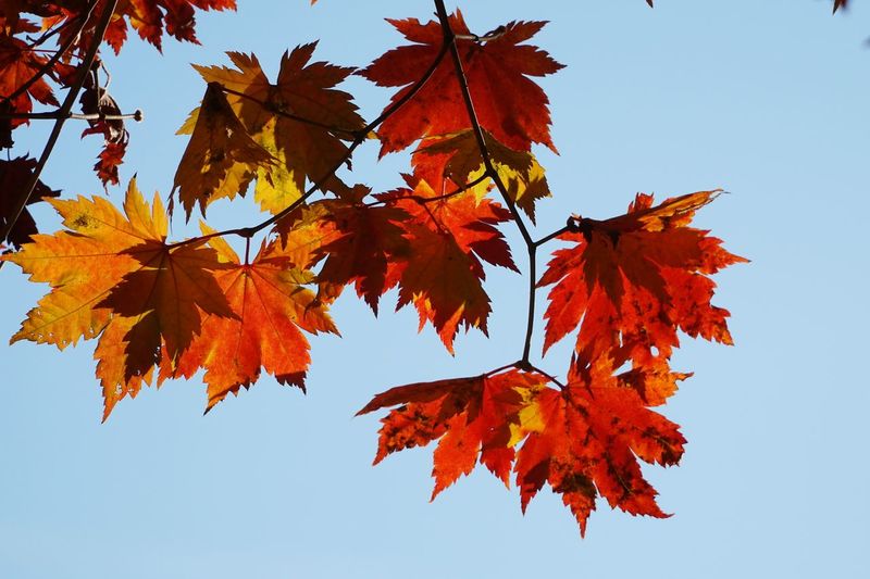 Low angle view of maple leaves against clear sky