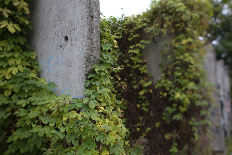 Close-up of plant growing on wall