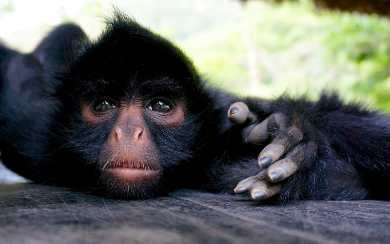 Close-up of monkey in captivity