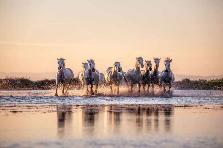 Horses running in lake during sunset