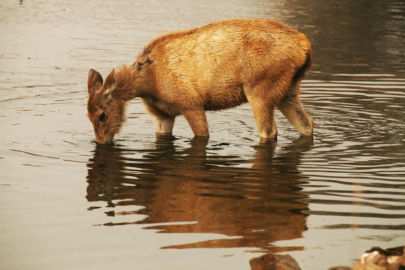 Deer in lake at ranthambore national park