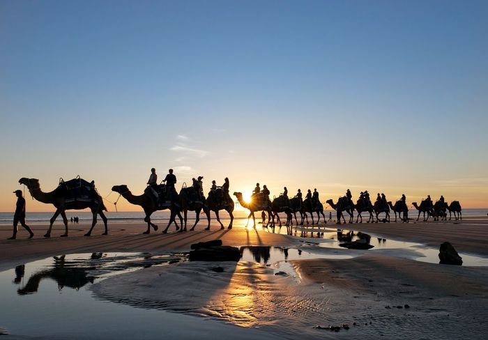 Silhouette people riding camels at beach against sky during sunset