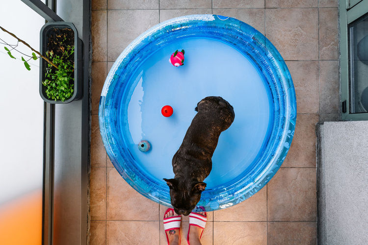 Directly above view of a french bulldog dog in inflatable pool in balcony at home