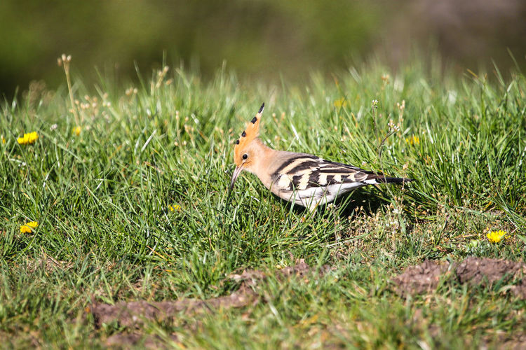 Close-up of woodpecker perching on grassy field