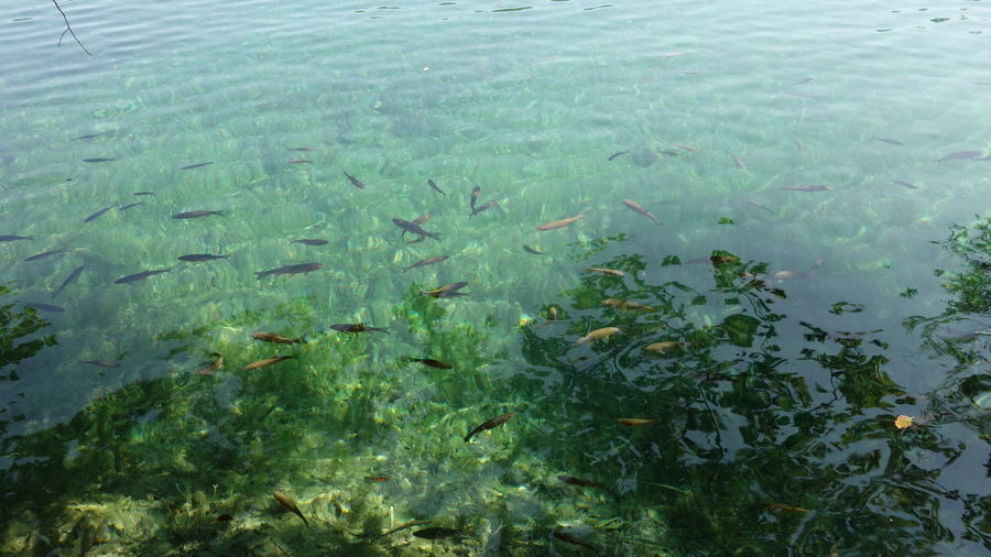 High angle view of fish in lake at plitvice lakes national park